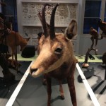 Tweetup im Naturkundemuseum Graz